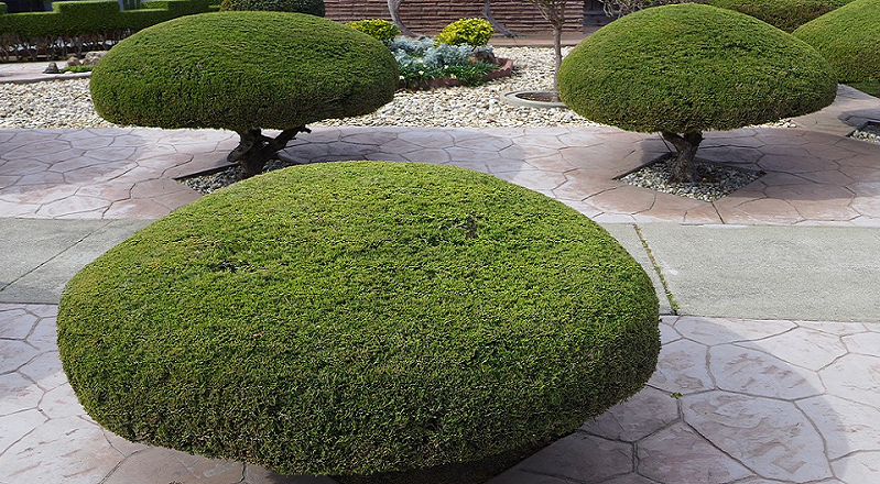 Tree and Bush trimming